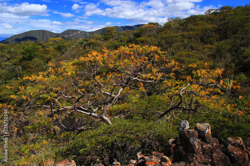 Tehuacan-Cuicatlan Biosphere Reserve - cacti, trees, volcanoes. Puebla State. Mexico