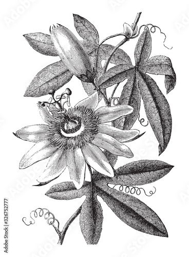 Passiflora / vintage illustration from Brockhaus Konversations-Lexikon 1908
