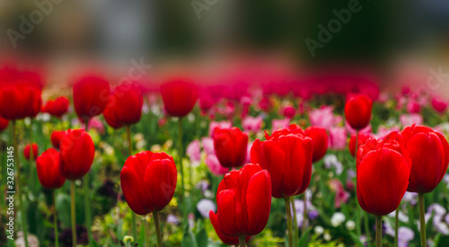 blooming vibrant red tulips flowers field with blurred background and place for text