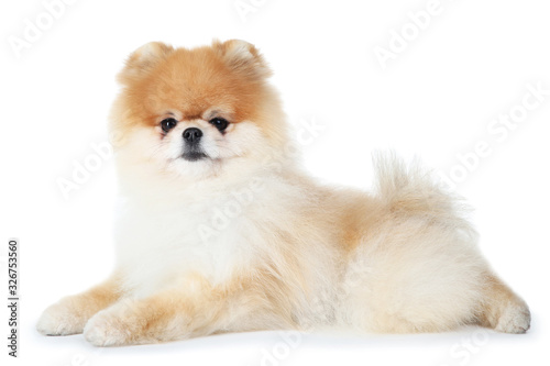 Pomeranian dog isolated on white background © 5second