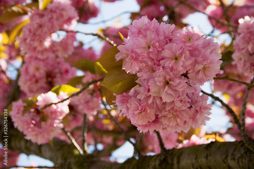 cherry tree blossom in spring. beautiful pink flower close-up. Cherry tree blossom on blue sky as background. flowering trees in spring against a blue sky cherry tree blossom in spring. beautiful pink flower close-up. Cherry tree blossom on blue sky as background. flowering trees in spring against a blue sky