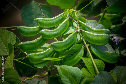 Hyacinth bean is commonly known as seim in Bangladesh.