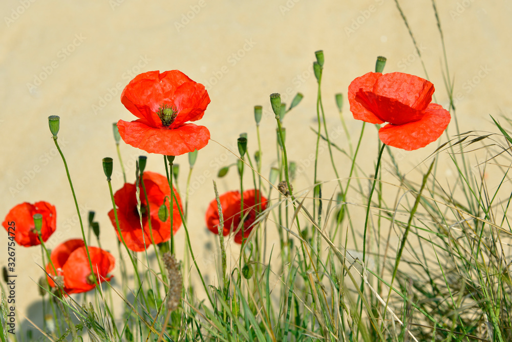Obraz premium Zbliżenie czerwonych maków (Papaver rhoeas) na żółtym tle