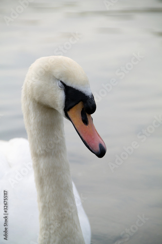 swan on the lake. Head of white swan. Beautiful white swan on the lake. swan on the water in spring day.