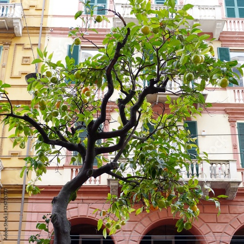 Arance sull'allbero in una strada di città a La Spezia, Italia nord occidentale photo