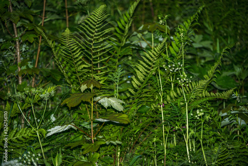 fern at night