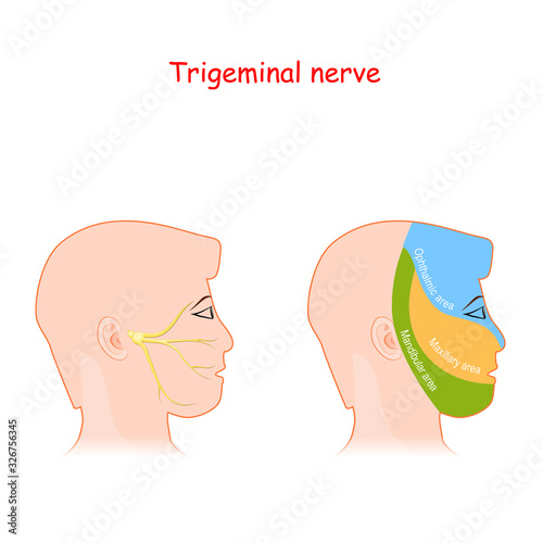 trigeminal nerve and main areas of innervation. Head neurology scheme.