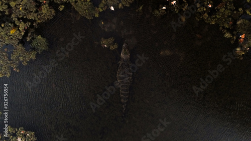 Aerial image of an alligator in the Pantanal