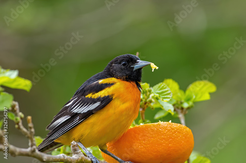 Baltimore oriole eating a fresh orange during spring migration. It is a small icterid blackbird common in eastern North America as a migratory breeding bird. photo