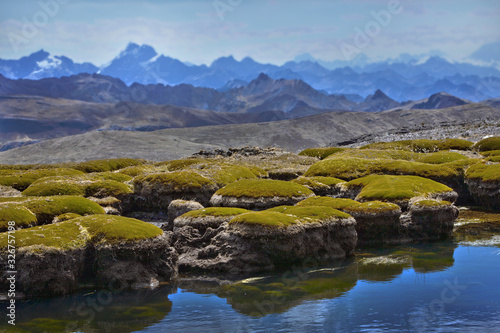 Andes High altitude Mountains. Peru. Huascaran National Park. Pond and moss