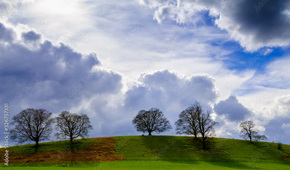 Trees on Hill
