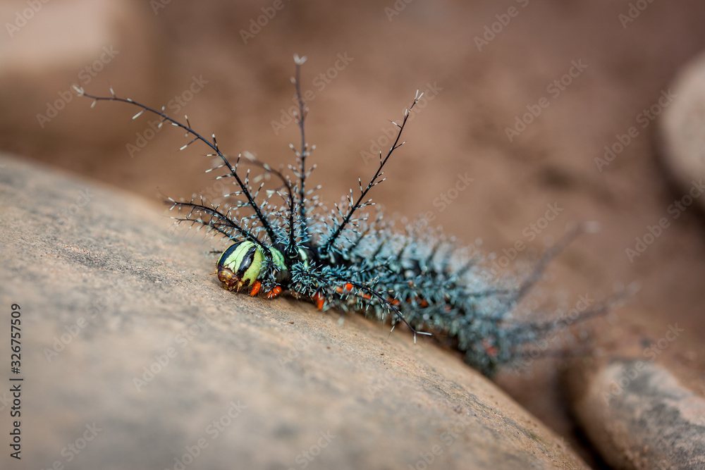 riesige giftige Raupe mit langen Stacheln aus dem Regenwald in Südamerika Bolivien Stock Photo riesige giftige Raupe mit langen Stacheln aus dem Regenwald in Südamerika Bolivien Stock Photo