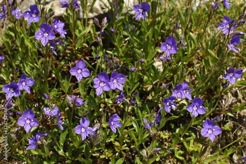 Felsen- Ehrenpreis, Veronica fruticans photo