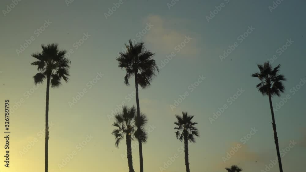 Palm trees in sunset sky Palm trees in sunset sky