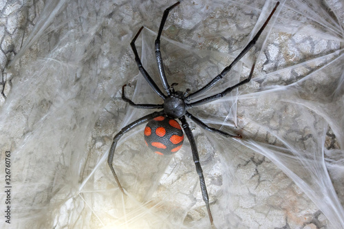 Spider female black widow on the web, close up view. photo