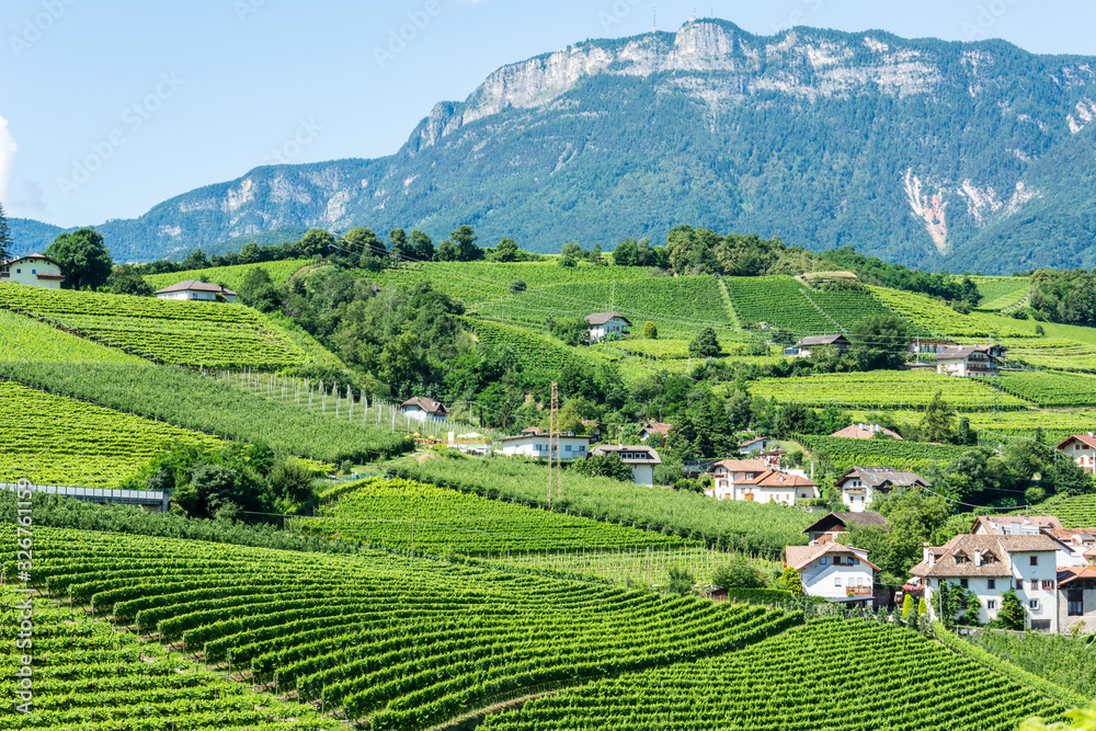 Vineyards in Frangart village in South Tyrol, Italy