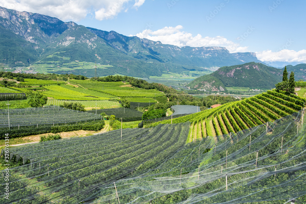 Vineyards in Montan municipality of South Tirol, Italy.
