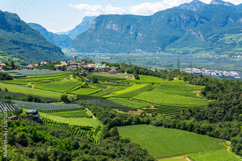 Foto Vineyards in Auer municipality of South Tirol, Italy.