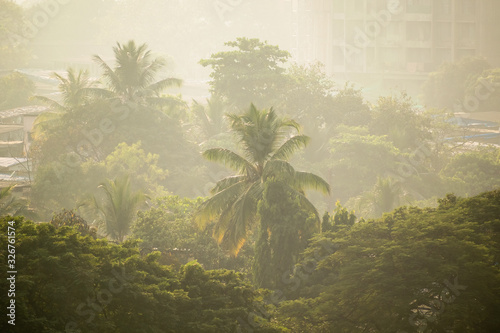 Palm trees shrouded in smog and air pollution in a landscaped residential area in Kandivali East in suburban Mumbai.