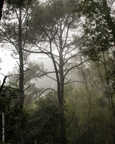 Niebla en el bosque (Galicia)