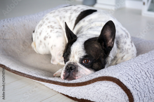 Adorable french bulldog lying on his bed at home © Patryk Kosmider