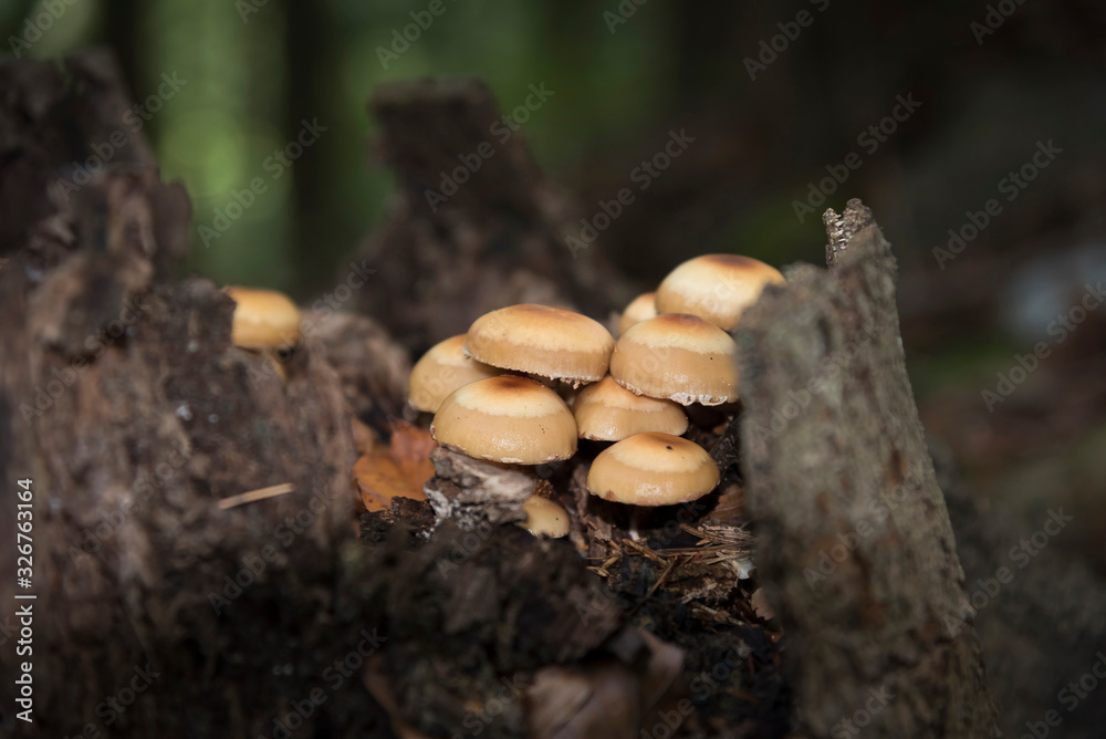 Gemeines Stockschwämmchen Gemeines Stockschwämmchen