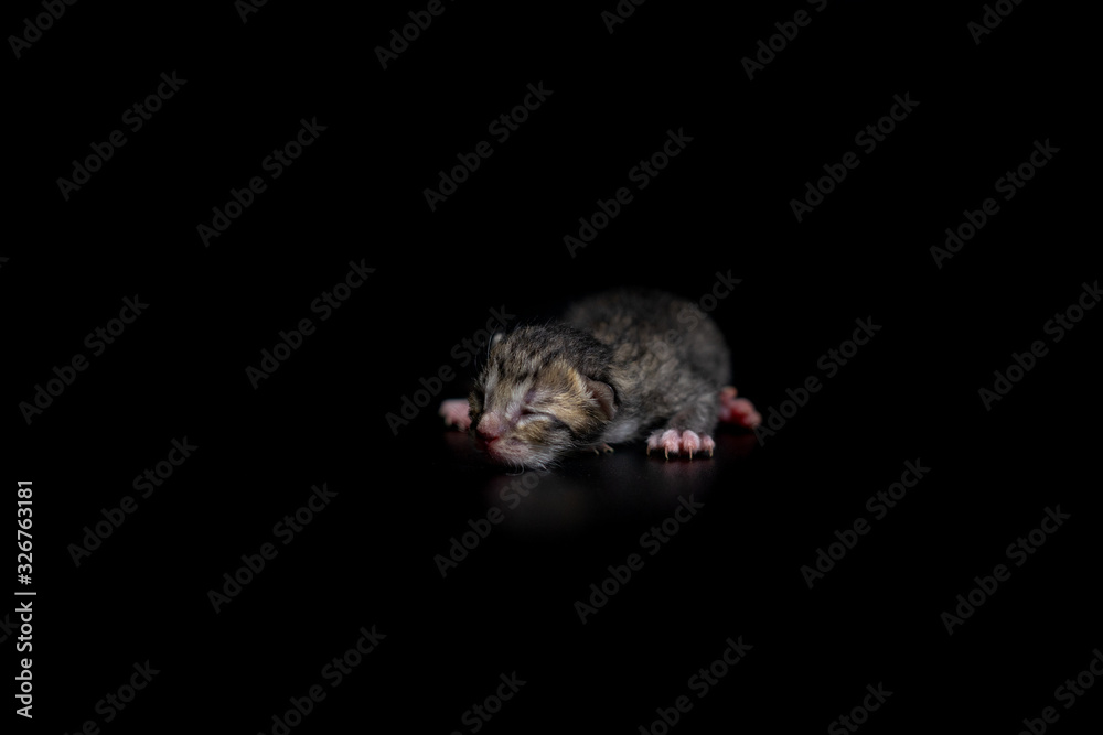 Obraz premium one day new born kitten