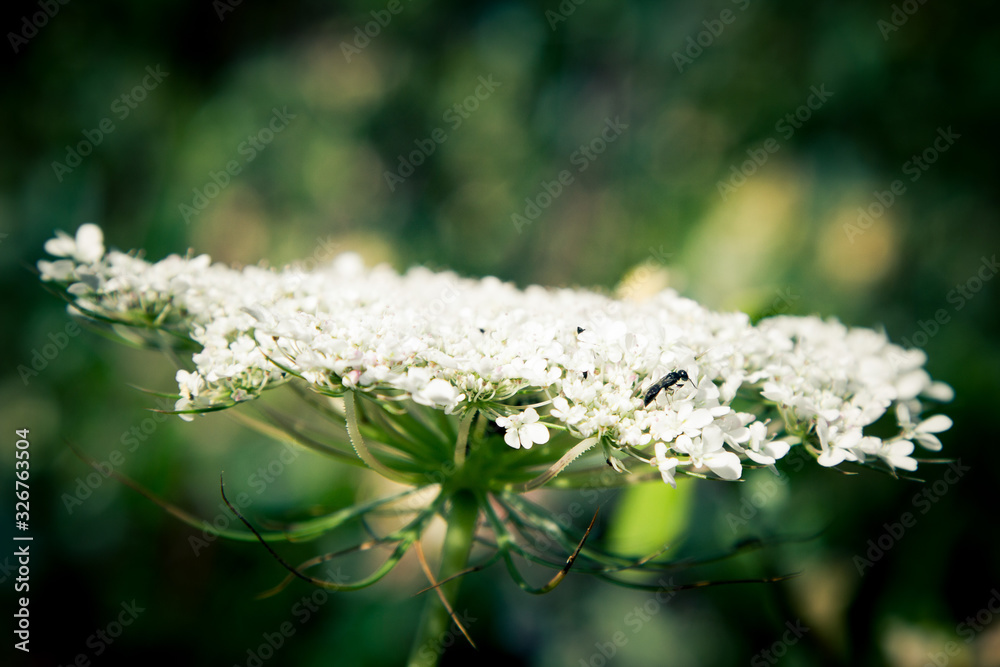 climbing jasmine bush photographed in bokeh climbing jasmine bush photographed in bokeh