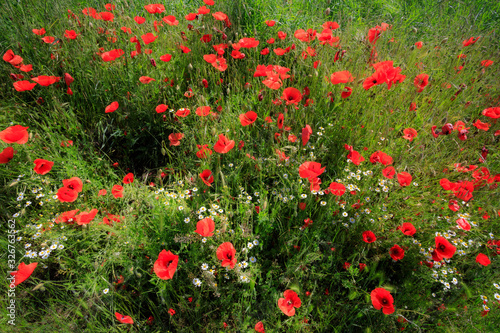 campo di papaveri