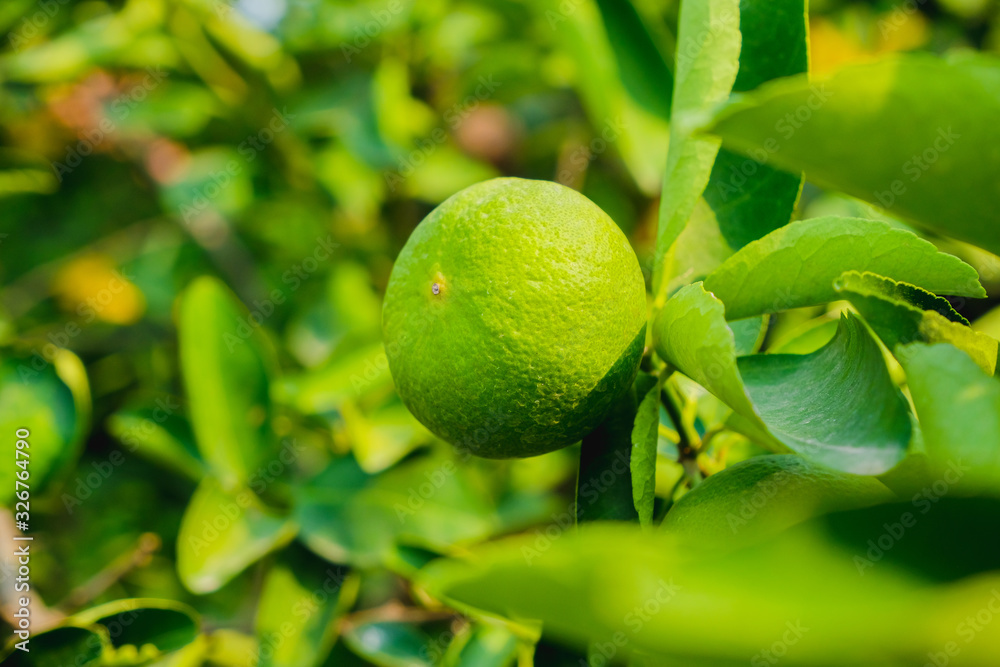 Close up of Green lime lemon tree and fruit with light in the morning at garden farm. Close up of Green lime lemon tree and fruit with light in the morning at garden farm.