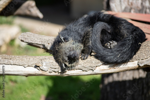 Portrait of a black binturong sleeping on a log (also known as bearcat)