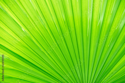 abstract background of bright saturated green palm leaves