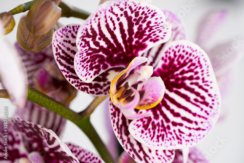 Orchid petals in mauve, yellow, green and white tones