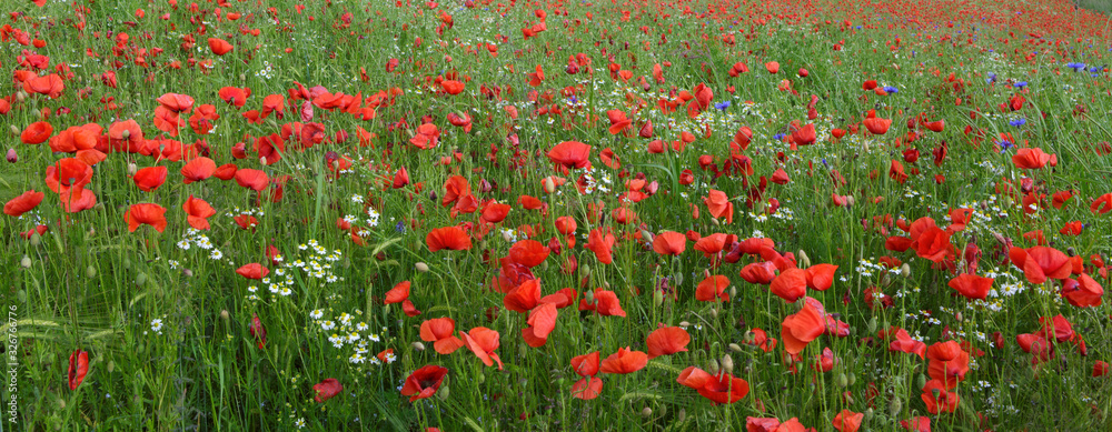 Beautiful red poppy field .Summer background.
