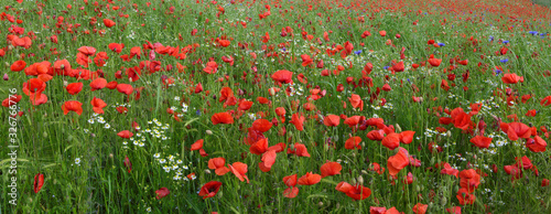 Beautiful red poppy field .Summer background.