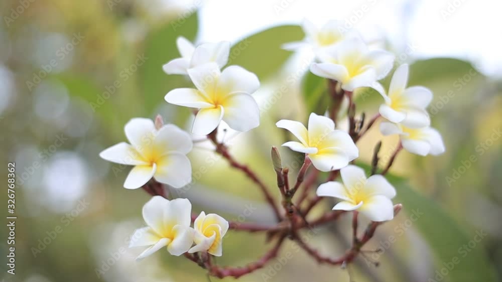 Sunlight and bautiful flower in nature