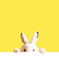 White easter rabbit with sheet for a text writing. Easter concept.