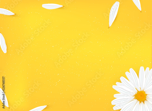 Template banner with realistic chamomile