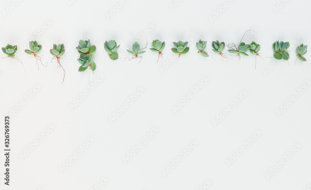 Small succulent plantlets flat lay with copy space on a white background.  These baby plants are commonly known as Mother of Thousands