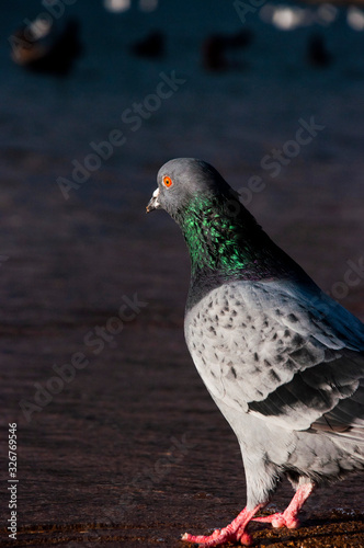 pigeon near the sea