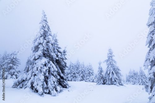 pine covered with snow on mountain slope © anatoliil