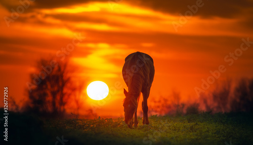 silhouette of a horse in the sunset