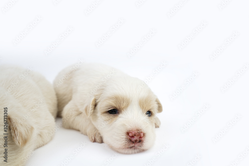 Fototapeta premium Cute little dog isolated on white background.