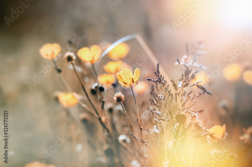 Fototapeta Naklejka Na Ścianę i Meble -  Flowering yellow flower, buttercup flower lit by sunlight