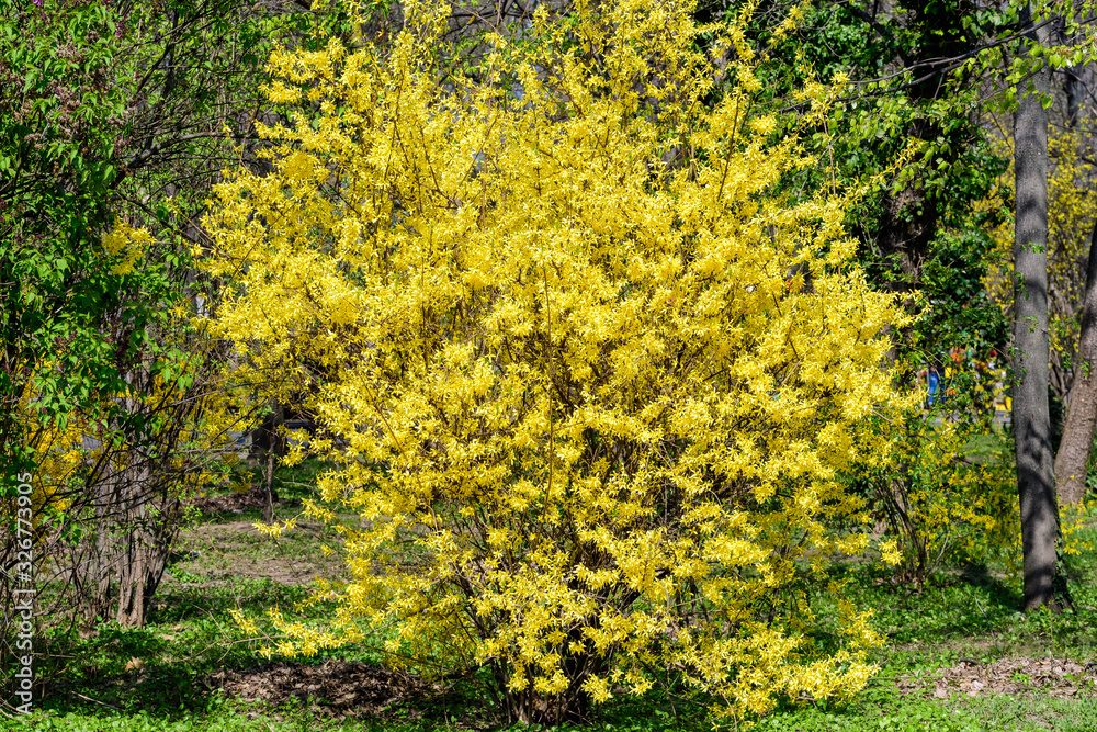 Large bush of yellow flowers of Forsythia plant also known as Easter tree, in a garden in a sunny spring day, beautiful outdoor floral background photographed with soft focus Large bush of yellow flowers of Forsythia plant also known as Easter tree, in a garden in a sunny spring day, beautiful outdoor floral background photographed with soft focus
