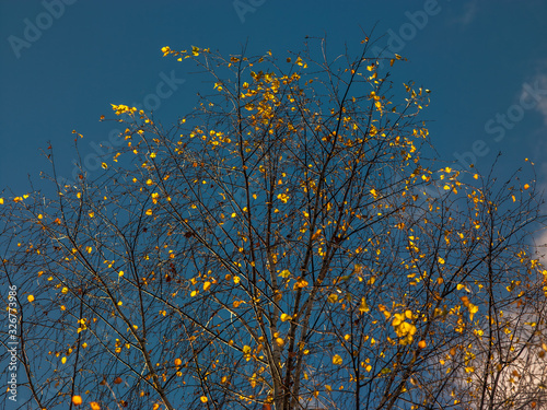golden leaves and blue sky