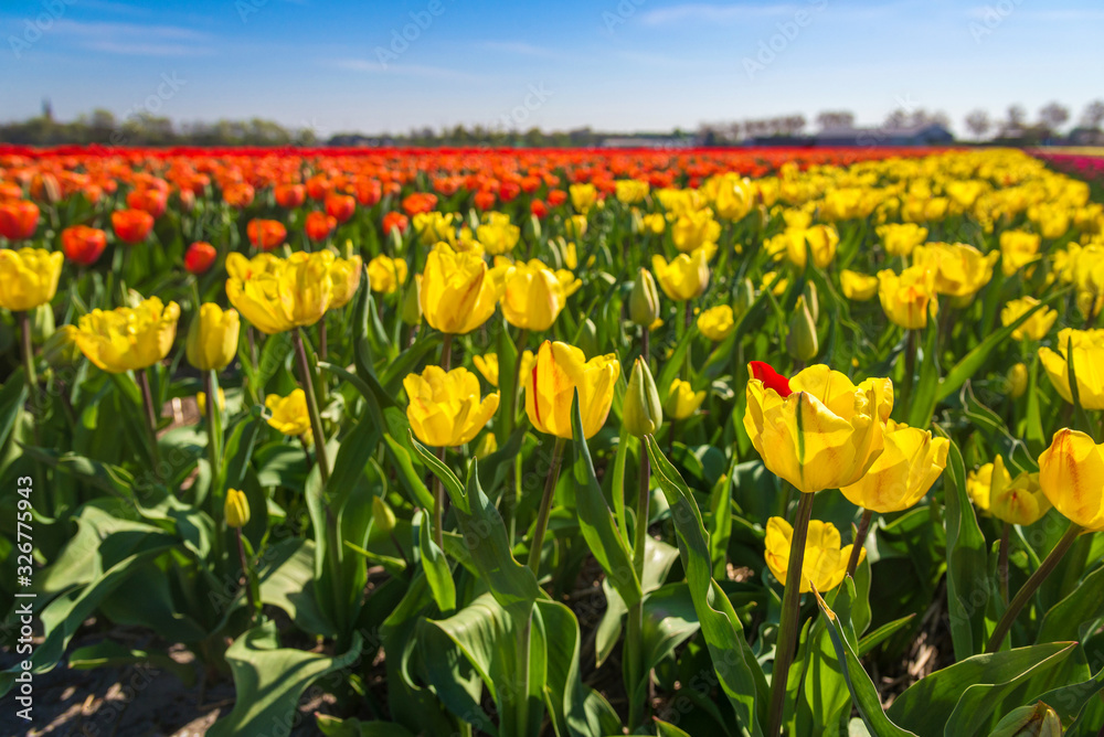 blooming tulip fields in the Netherlands in spring time