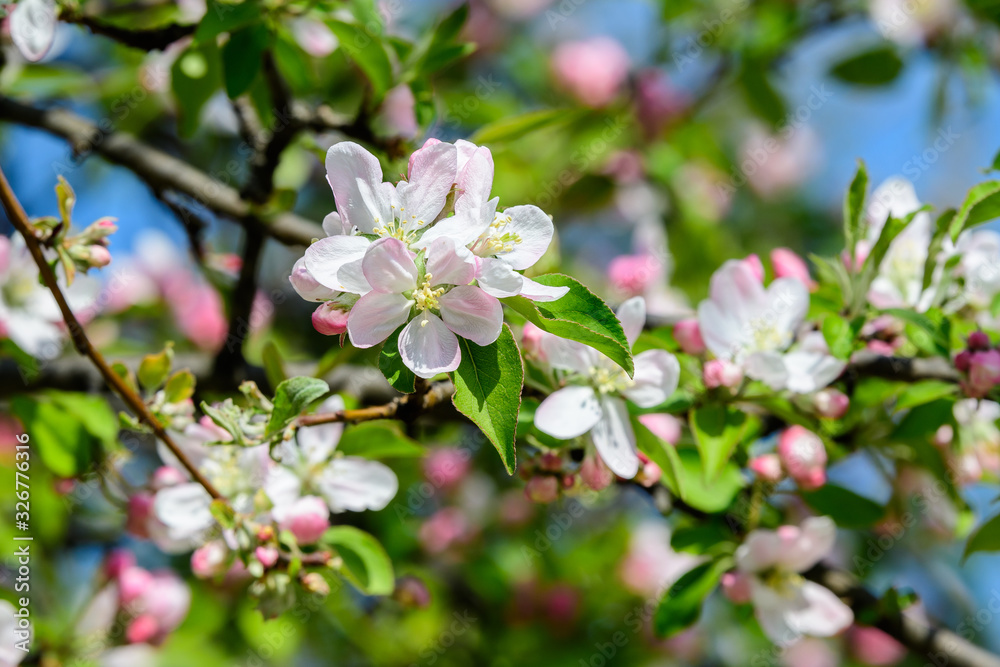 Large branch with white and pink apple tree flowers in full bloom and clear blue sky in a garden in a sunny spring day, beautiful Japanese trees blossoms floral background, sakura Large branch with white and pink apple tree flowers in full bloom and clear blue sky in a garden in a sunny spring day, beautiful Japanese trees blossoms floral background, sakura