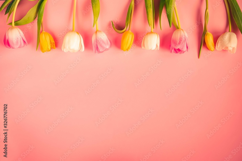 Yellow tulip on pink background