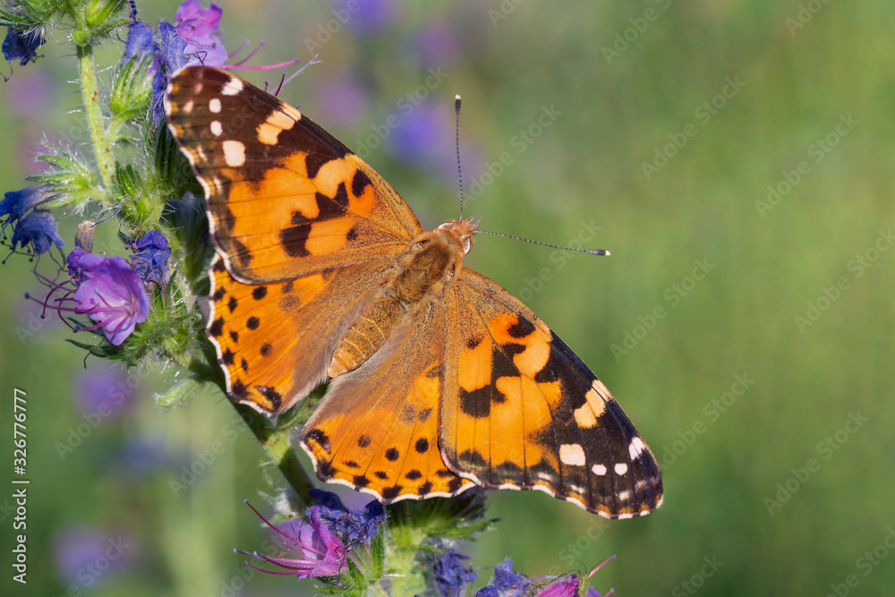 close up of Painted Lady butterfly sitting on wild flower close up of Painted Lady butterfly sitting on wild flower